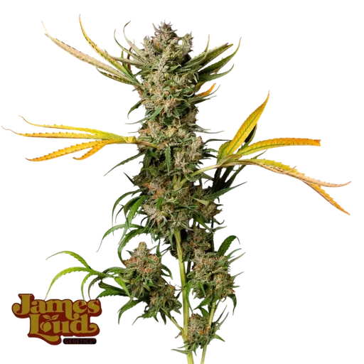 Banana Cough
