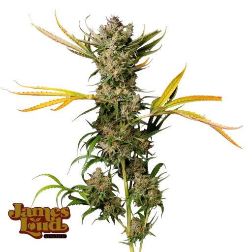 Banana Cough