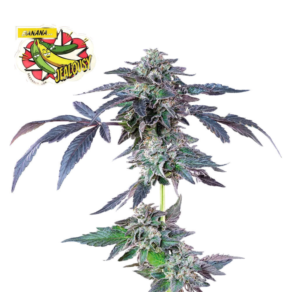 Banana Jealousy | PHOTOFEM | Seedsman