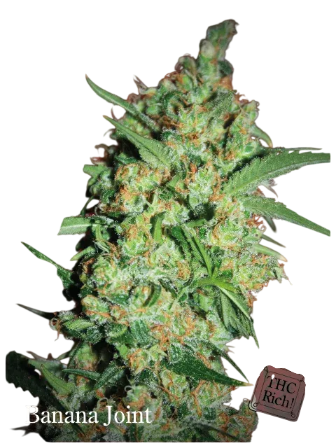Banana Joint | PHOTOFEM | Elite Seeds