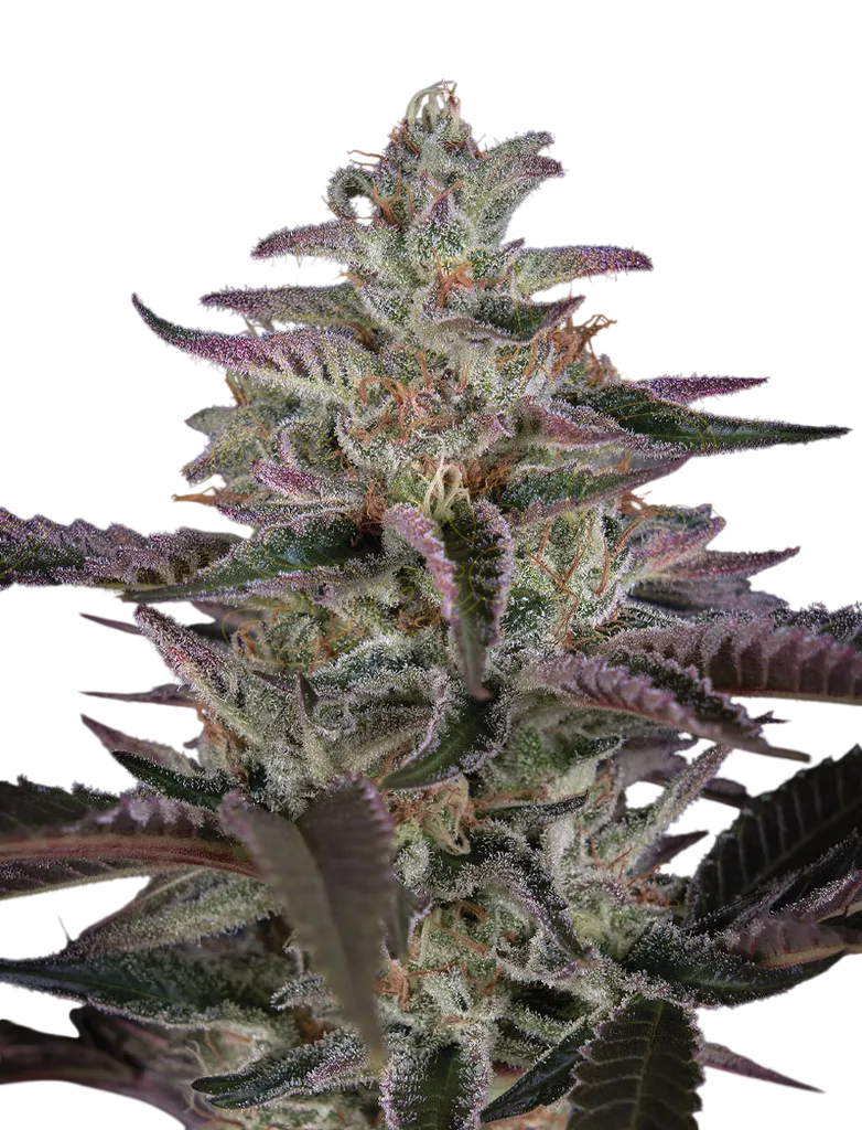 Banana Krumble | PHOTOFEM | Greenhouse Seed Co.