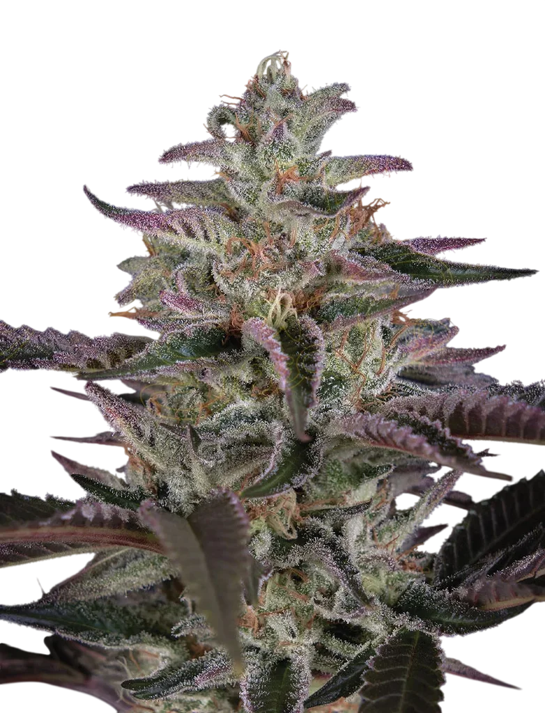 Banana Krumble | PHOTOFEM | Greenhouse Seed Co.