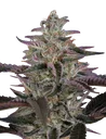 Banana Krumble | PHOTOFEM | Greenhouse Seed Co.