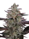 Banana Krumble | PHOTOFEM | Greenhouse Seed Co.