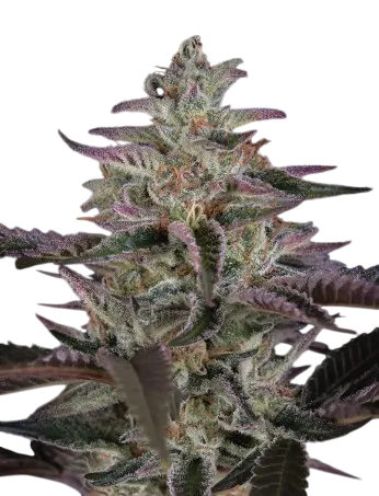 Banana Krumble | PHOTOFEM | Greenhouse Seed Co.