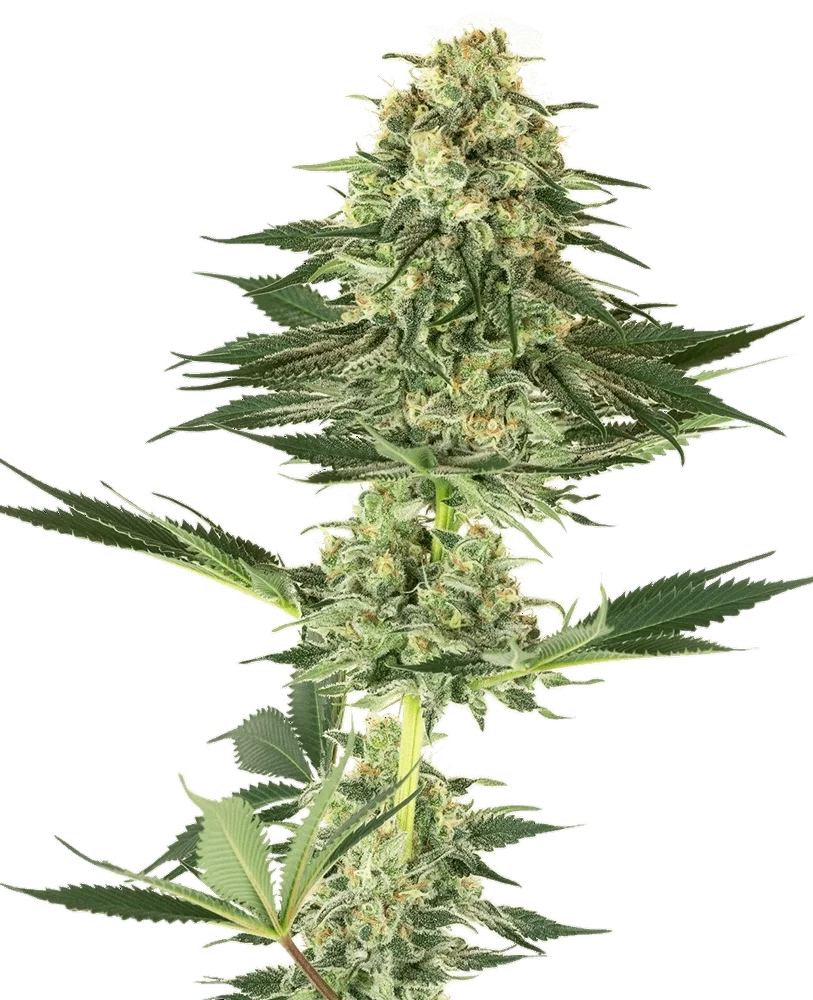 Banana Kush | PHOTOFEM | White Label Seed Company
