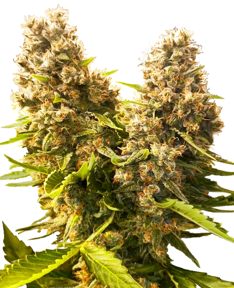 Banana Kush Cake Auto | AUTOFEM | Sensi Seeds