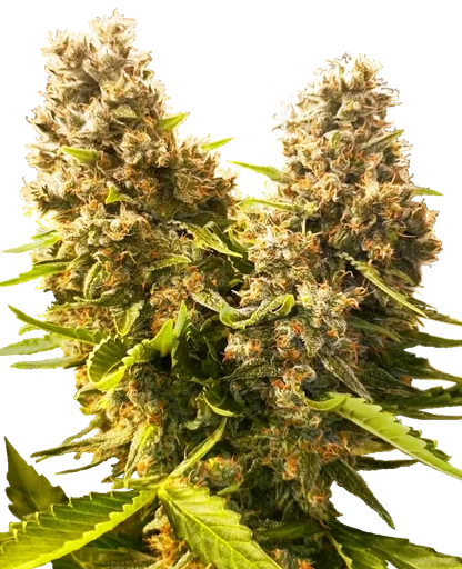 Banana Kush Cake Auto