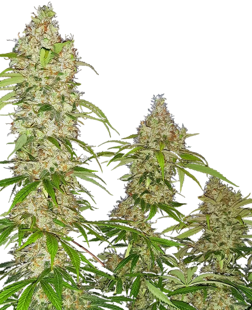 Banana Kush Cake | PHOTOFEM | Sensi Seeds Research