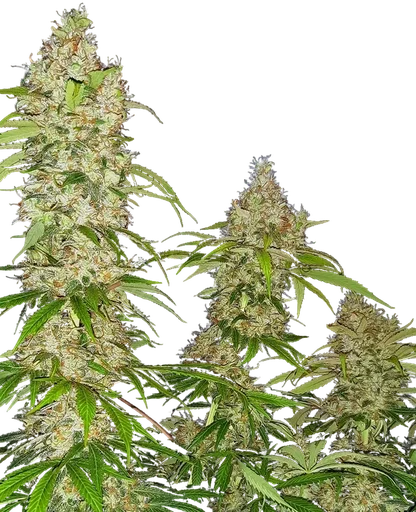 Banana Kush Cake