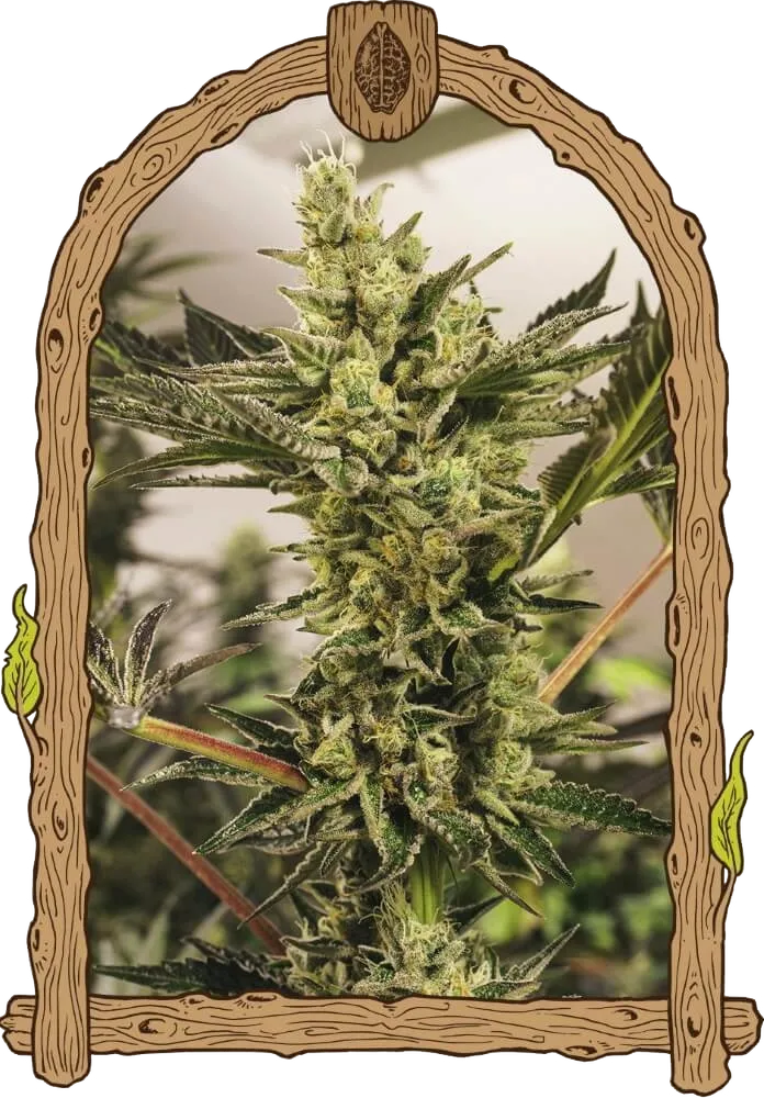 Banana Mash Auto | AUTOFEM | Exotic Seed