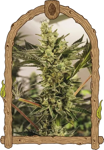 Banana Mash Auto