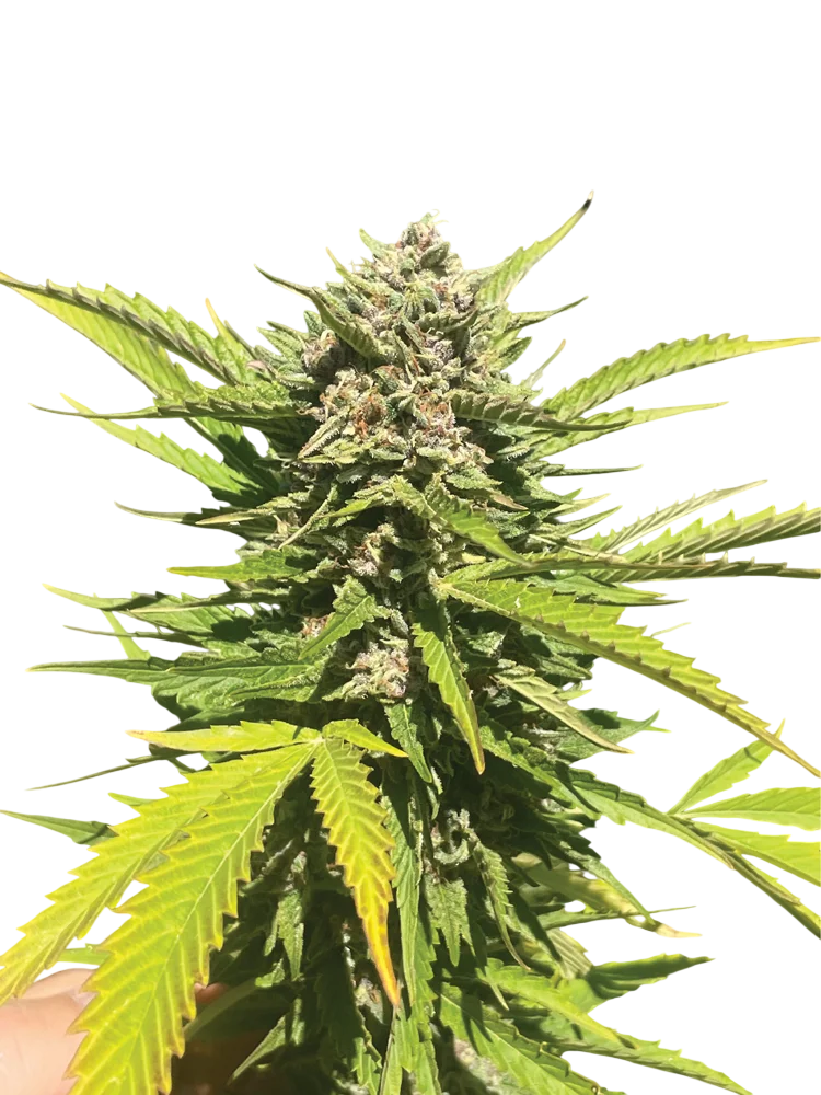 Banana Melt | PHOTOFEM | Humboldt Seed Co.