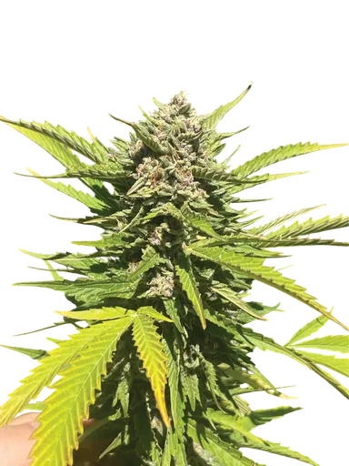 Banana Melt