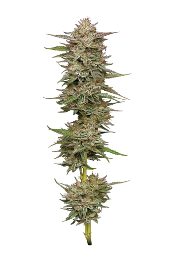 Banana OG Auto