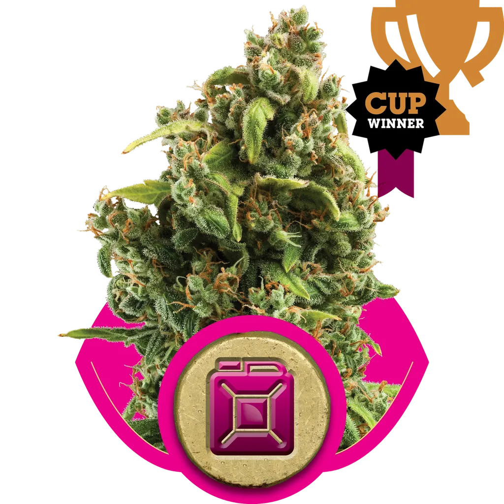 Sour Diesel | PHOTOFEM | Royal Queen Seeds