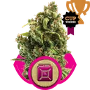 Sour Diesel | PHOTOFEM | Royal Queen Seeds