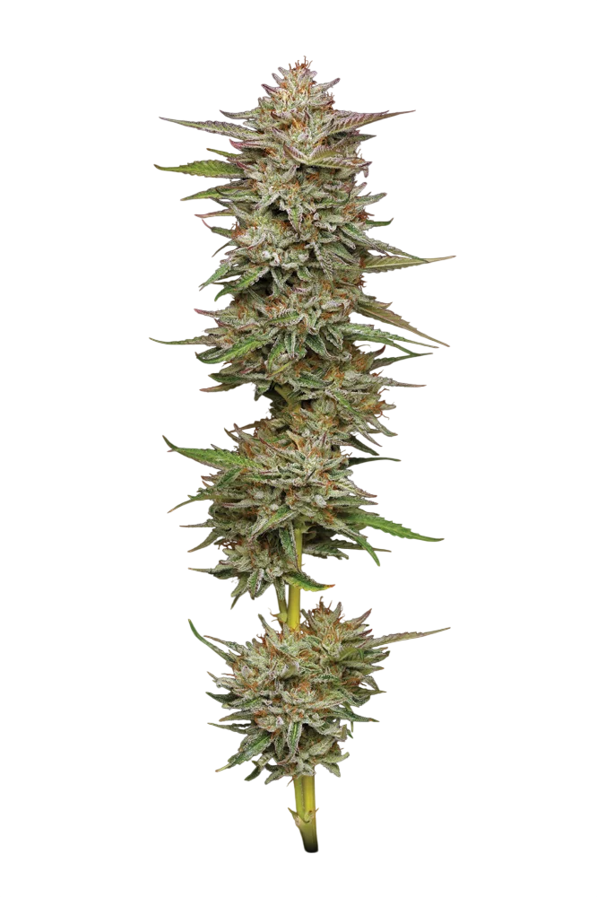 Banana OG | PHOTOFEM | Humboldt Seed Co.