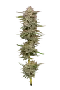 Banana OG | PHOTOFEM | Humboldt Seed Co.
