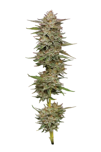 Banana OG