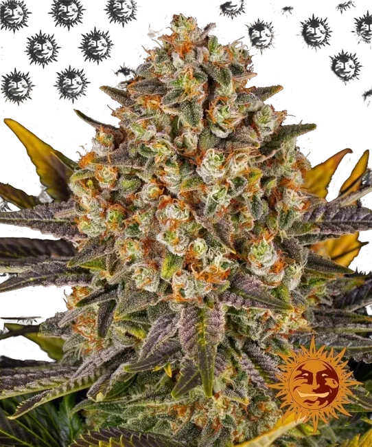 Banana Punch | PHOTOFEM | Barneys Farm