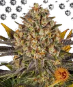 Banana Punch | PHOTOFEM | Barneys Farm