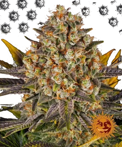 Banana Punch