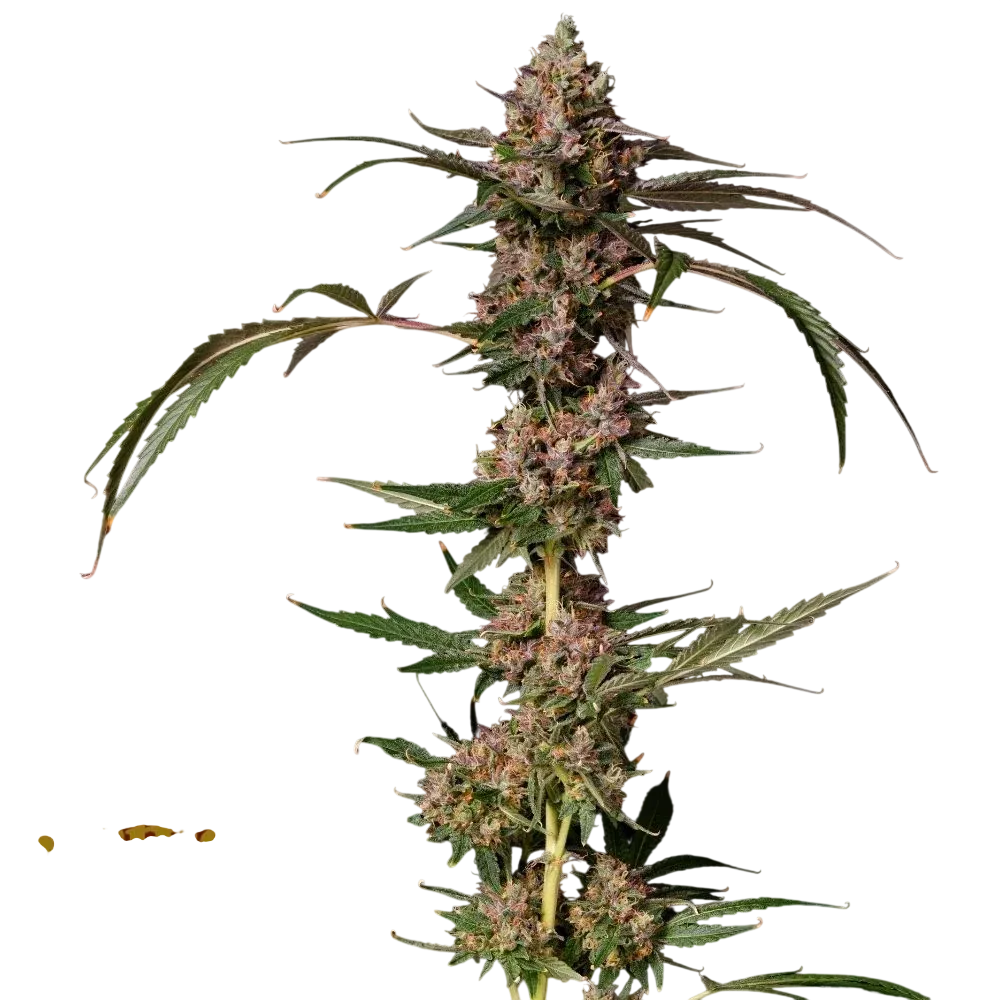 Banana Punch Gelato Auto | AUTOFEM | James Loud Genetics