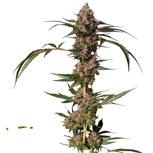 Banana Punch Gelato Auto