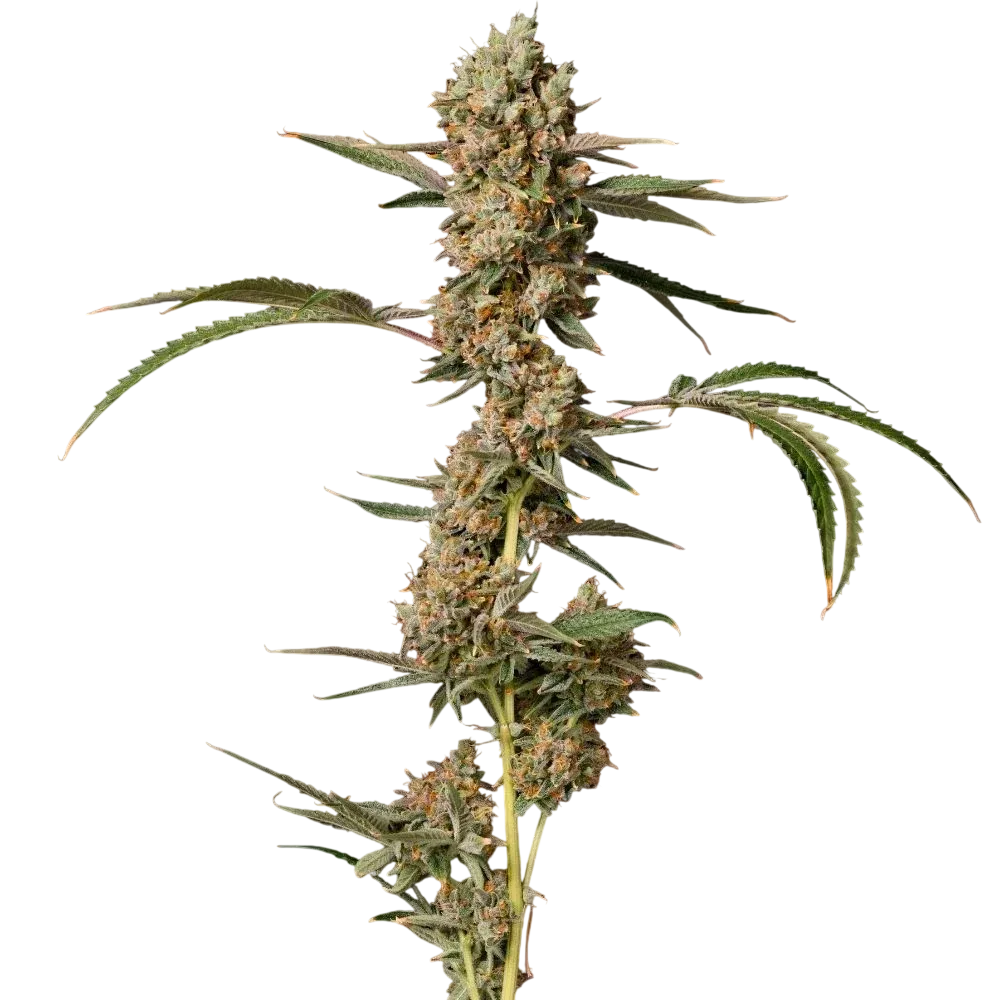 Banana Punch OG Auto | AUTOFEM | James Loud Genetics