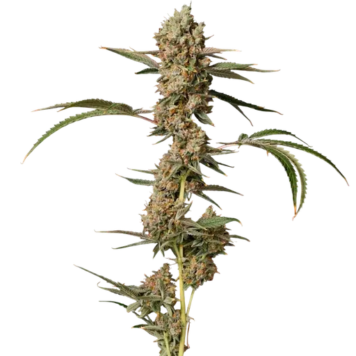 Banana Punch OG Auto