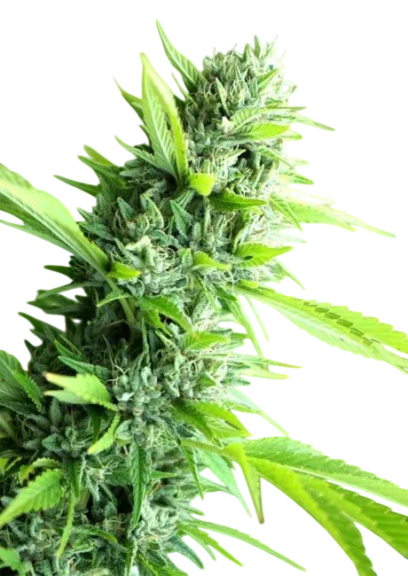 Banana Sapphire | PHOTOFEM | Humboldt Seed Org.