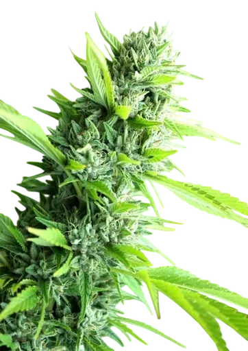 Banana Sapphire