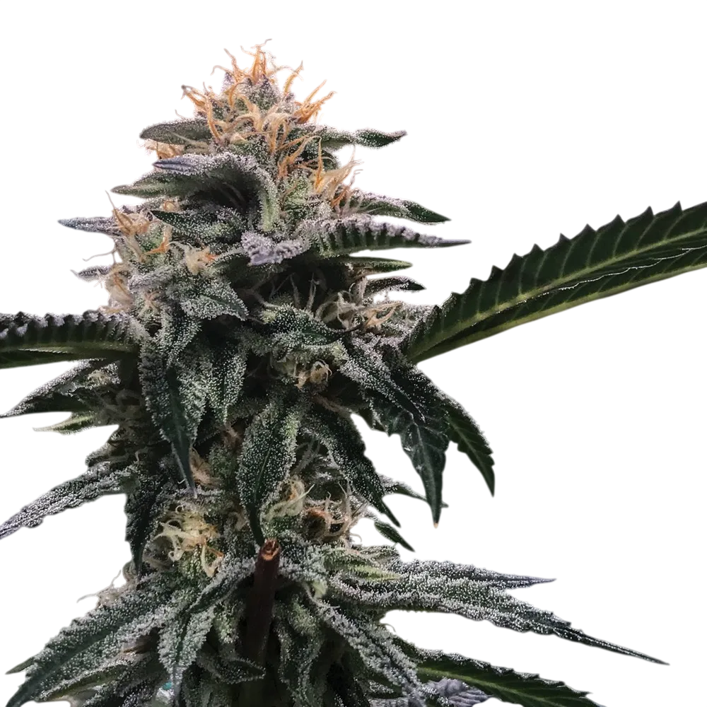 Banana Sorbet | PHOTOFEM | DNA Genetics