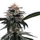 Banana Sorbet | PHOTOFEM | DNA Genetics