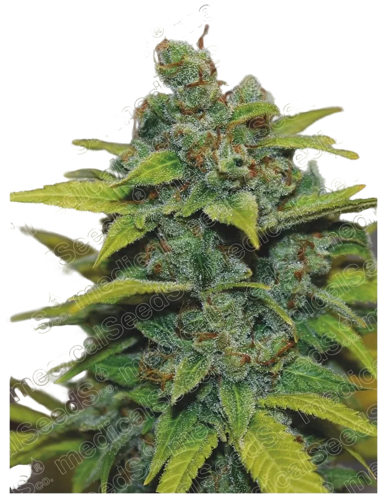 Banana Zkittlez | PHOTOFEM | Medical Seeds