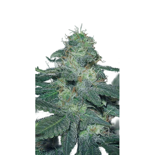 BC Diesel | PHOTOFEM | Blimburn Seeds