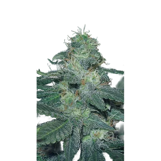 BC Diesel