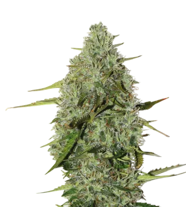 BCN Critical XXL Auto | AUTOFEM | Seedstockers