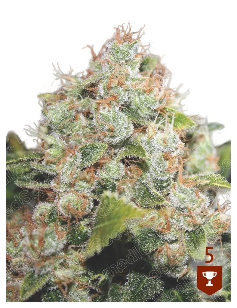 BCN Sour Diesel | PHOTOFEM | Medical Seeds