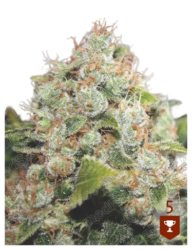 BCN Sour Diesel