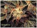 Bella Donna | PHOTOFEM | Paradise Seeds