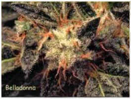 Bella Donna