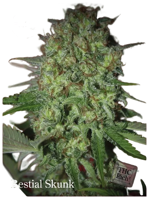 Bestial Skunk | PHOTOFEM | Elite Seeds