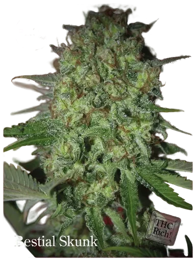 Bestial Skunk