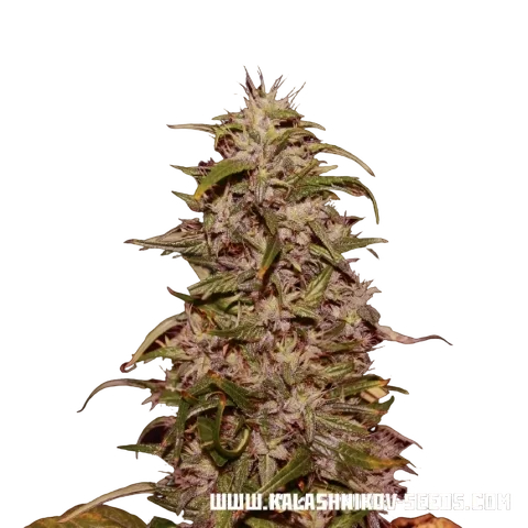 Big Altai Sativa Express