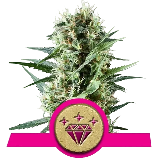 Special Kush #1 | PHOTOFEM | Royal Queen Seeds