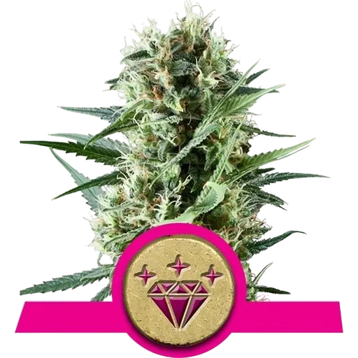 Special Kush #1