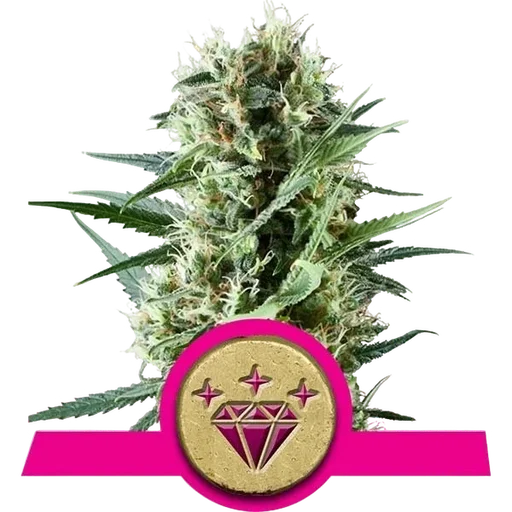 Special Kush #1