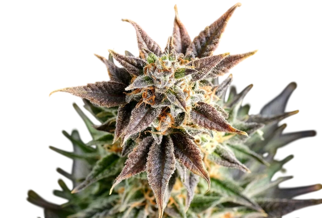 Big Band | PHOTOFEM | Kannabia Seeds